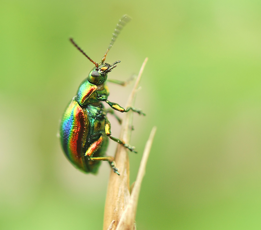 Biodiversité en photos